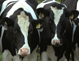 Як молочній фермі отримати додатковий резерв $150-550 на корову